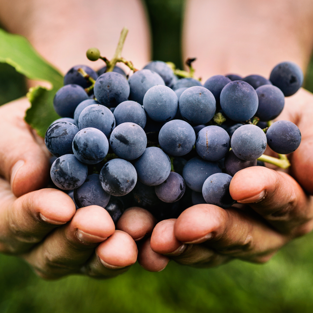 Hotel Wine Fest 2024 Llega a Barcelona